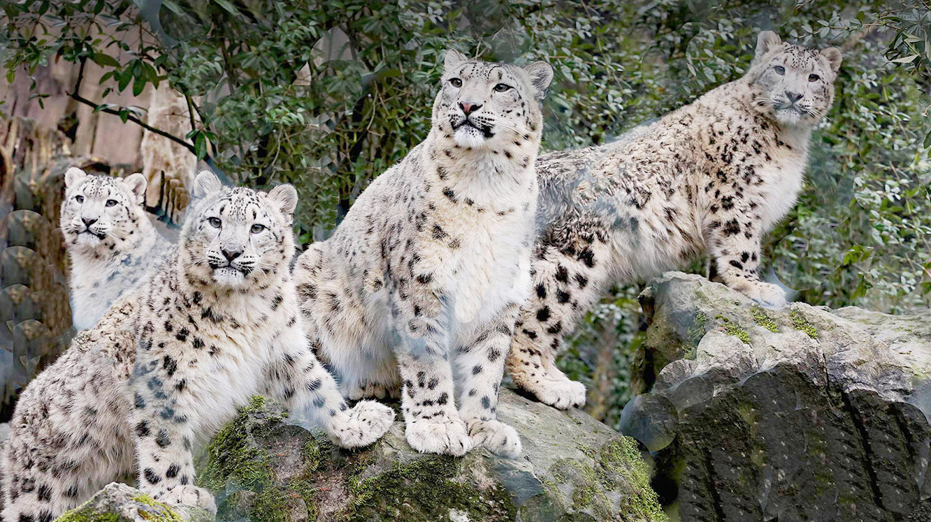 Vier Schneeleoparden auf einer Felsformation.
